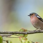 Buchfink (Fringilla coelebs), Bayern, Deutschland