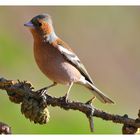 ---- Buchfink ---- ( Fringilla coelebs )