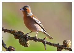 ---- Buchfink ---- ( Fringilla coelebs )