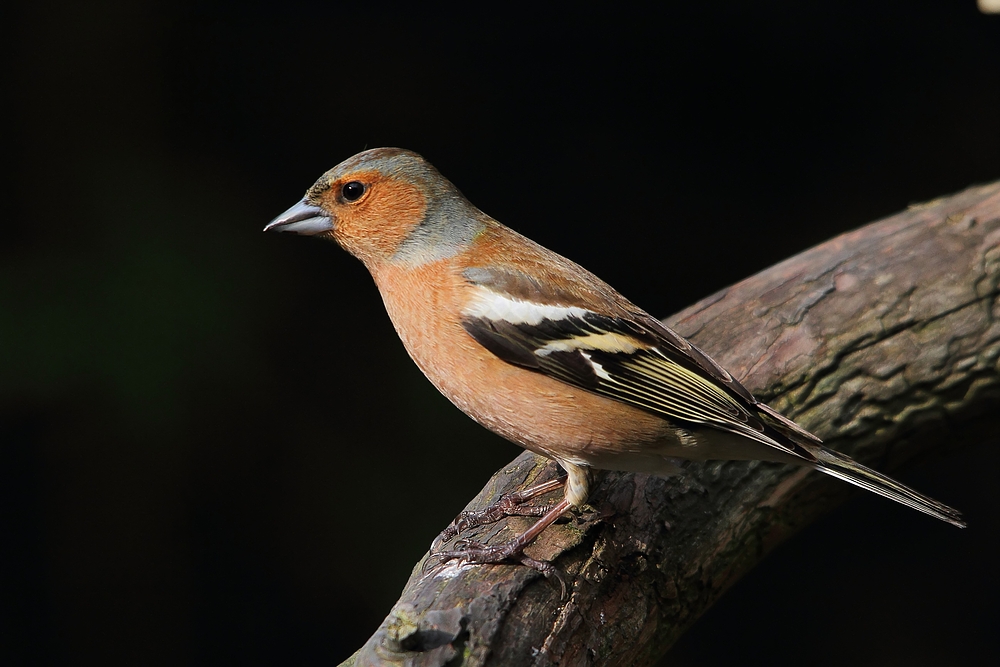 Buchfink (Fringilla coelebs)