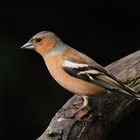 Buchfink (Fringilla coelebs)