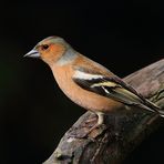 Buchfink (Fringilla coelebs)