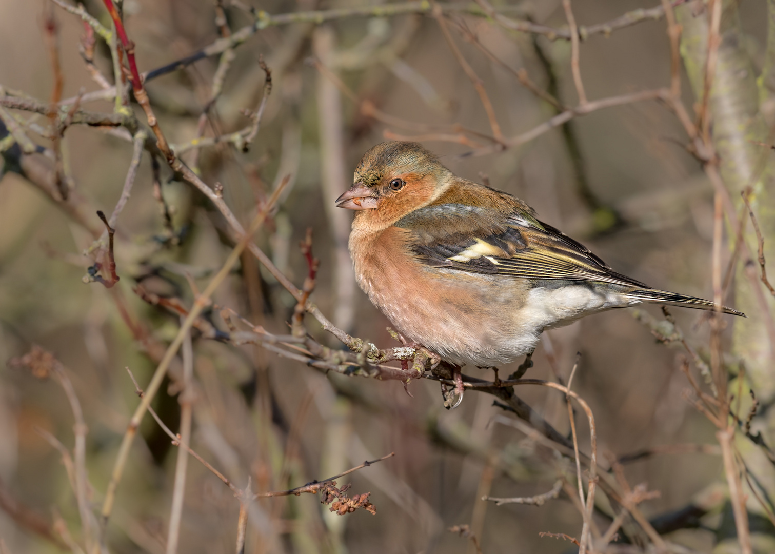 Buchfink (Fringilla coelebs)