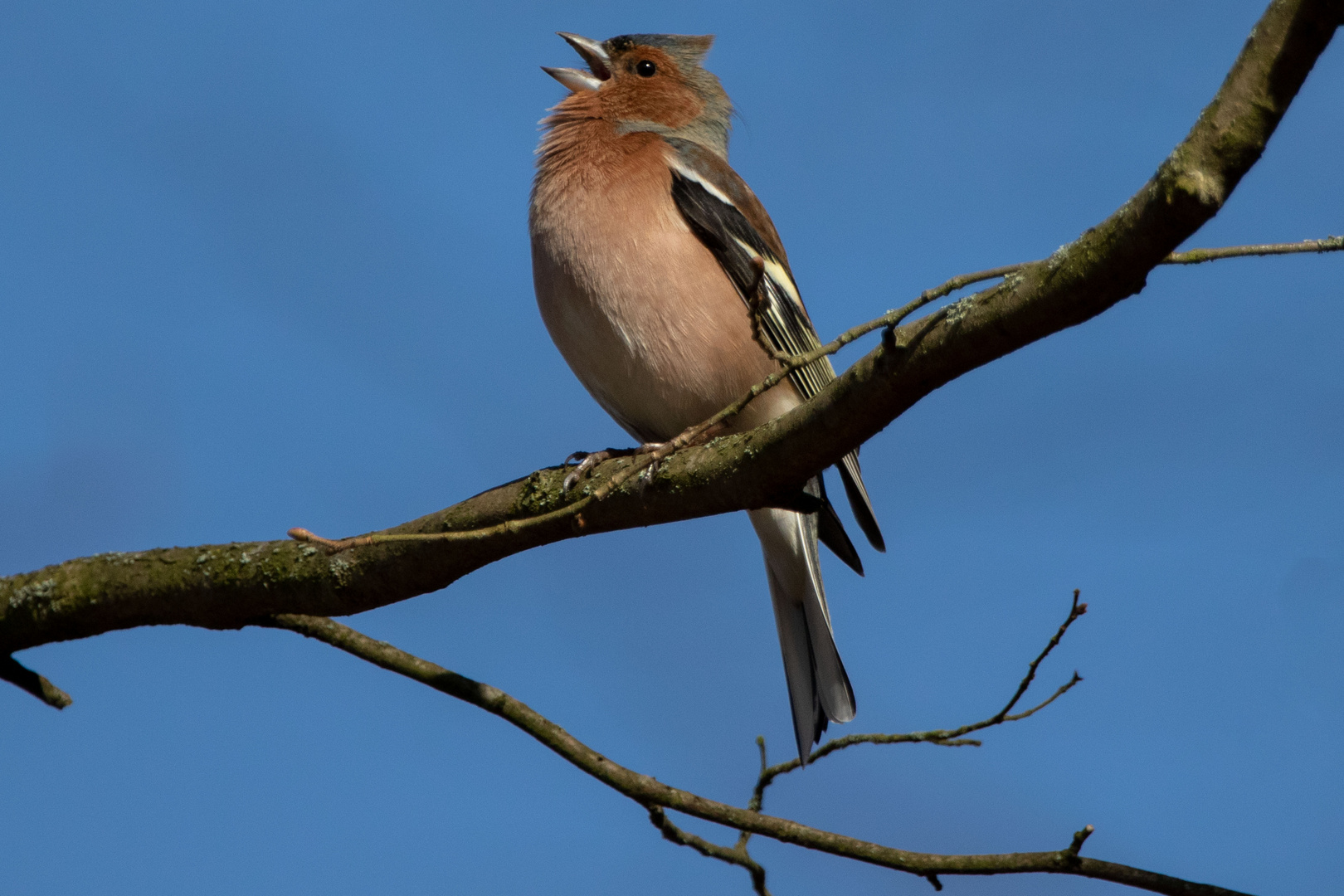 -Buchfink (Fringilla coelebs)-