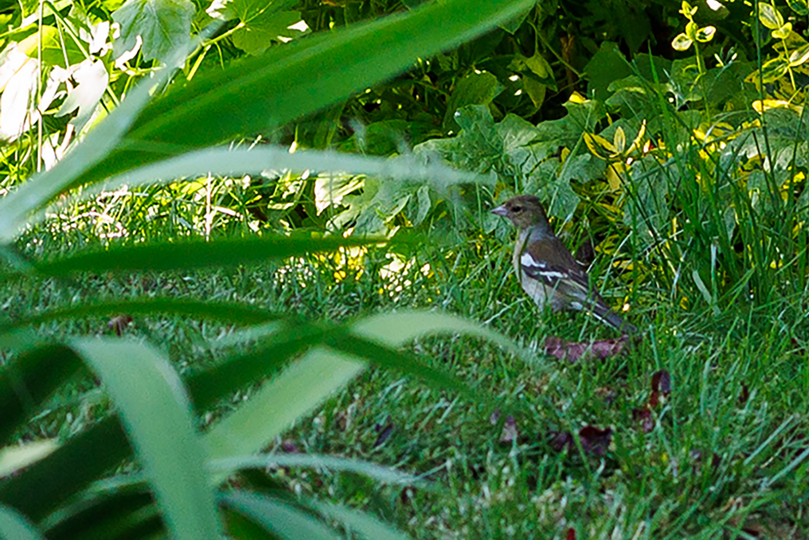 Buchfink (Fringilla coelebs)