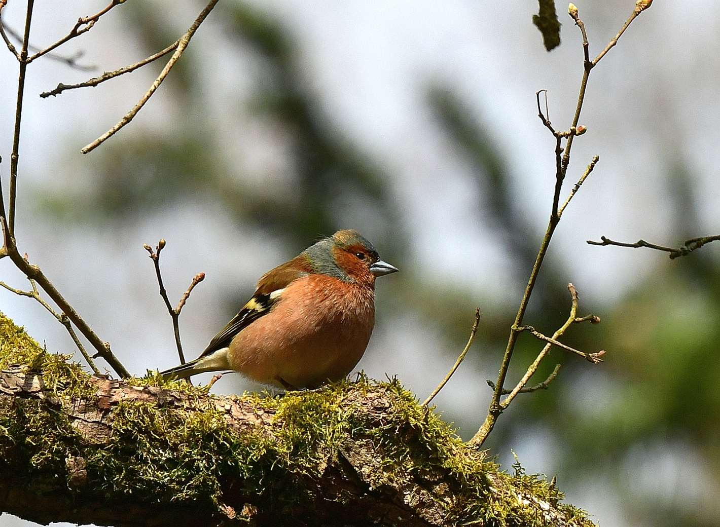 Buchfink,  (Fringilla coelebs), Common chaffinch, Pinzón vulgar