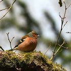 Buchfink,  (Fringilla coelebs), Common chaffinch, Pinzón vulgar