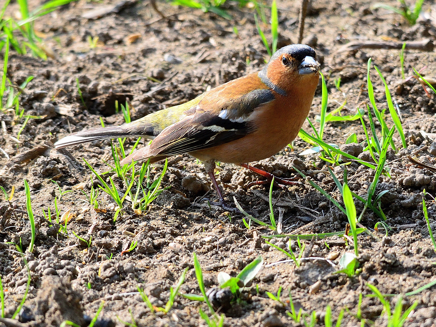 Buchfink (Fringilla coelebs), Common chaffinch, Pinzón vulgar