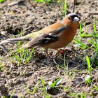 Buchfink (Fringilla coelebs), Common chaffinch, Pinzón vulgar