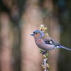 Buchfink (Fringilla coelebs)