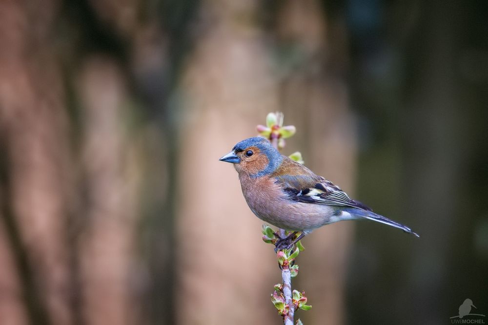 Buchfink (Fringilla coelebs)