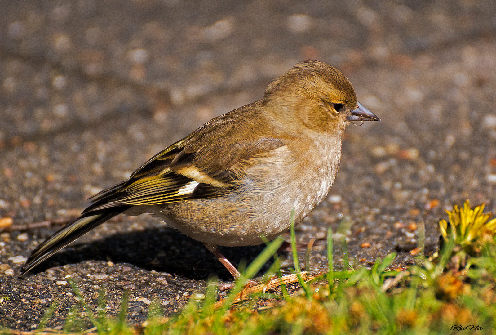 Buchfink - Fringilla coelebs