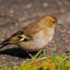 Buchfink - Fringilla coelebs