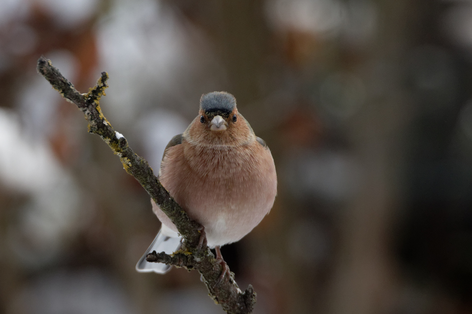 Buchfink (Fringilla coelebs) 