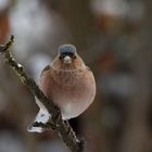 Buchfink (Fringilla coelebs) 