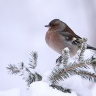 Buchfink ( Fringilla coelebs )