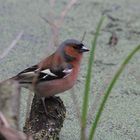 Buchfink (Fringilla coelebs)