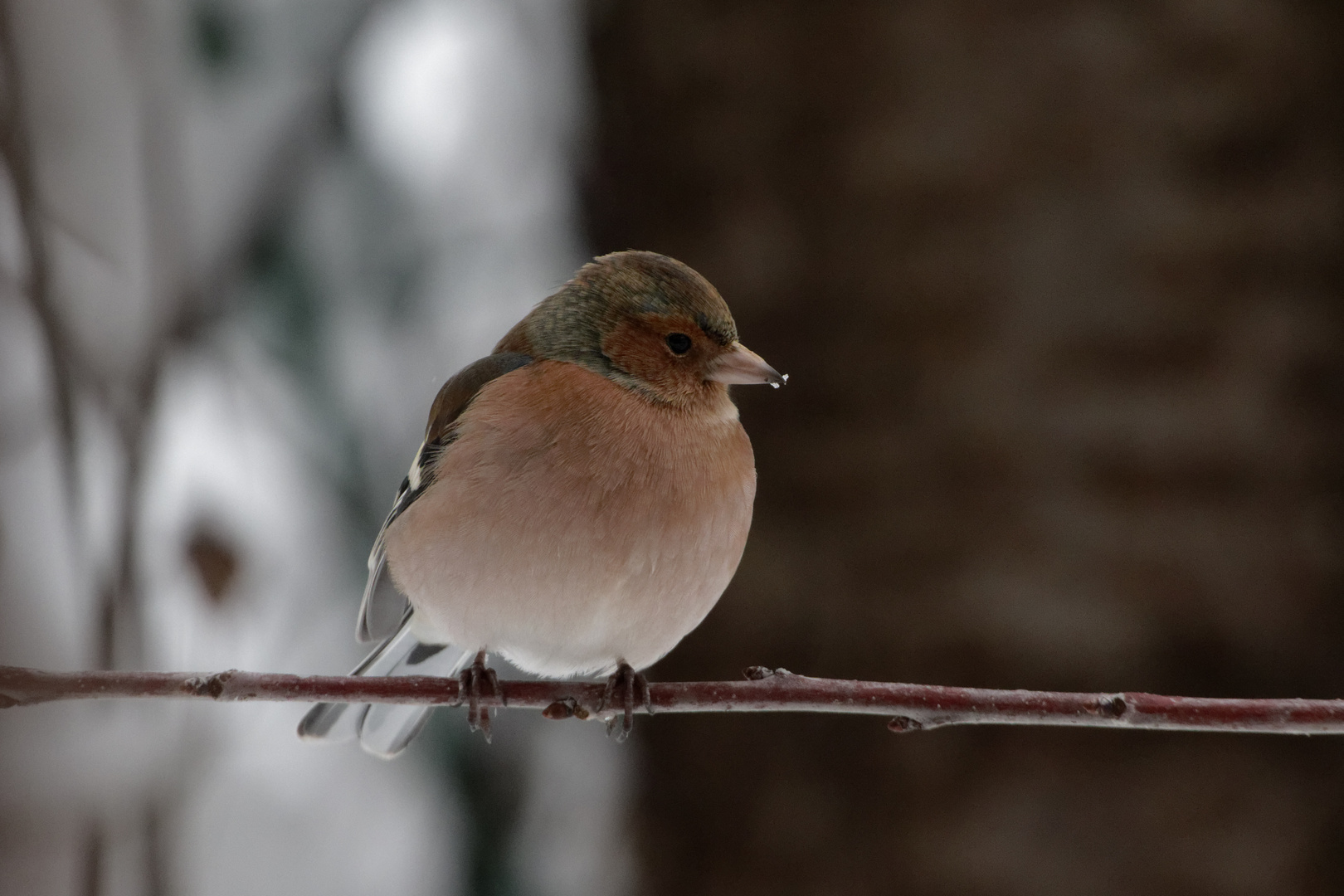 Buchfink (Fringilla coelebs)