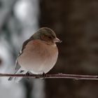 Buchfink (Fringilla coelebs)