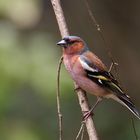 Buchfink - Fringilla coelebs