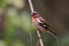 Buchfink - Fringilla coelebs