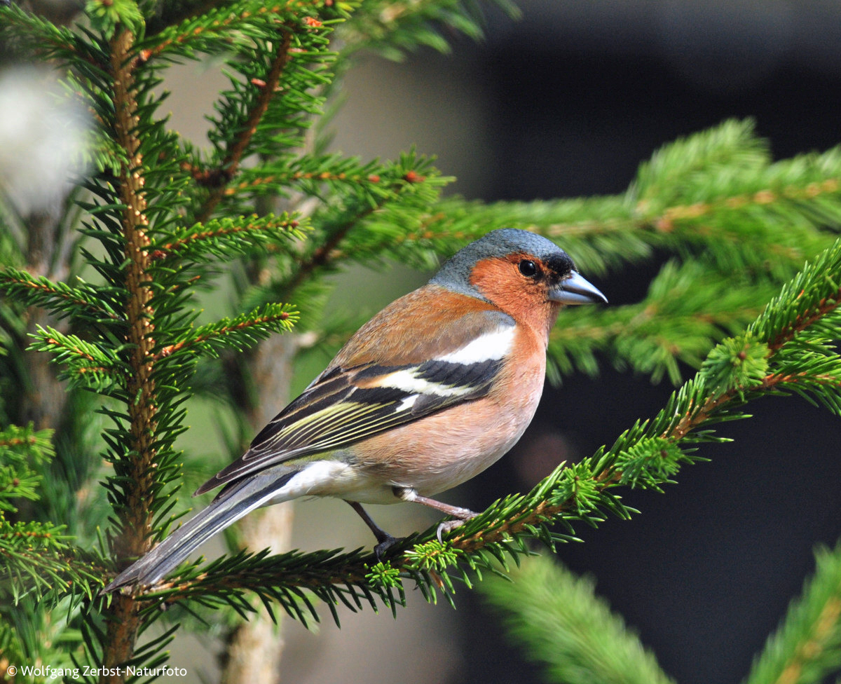 - Buchfink -  ( Fringilla coelebs )