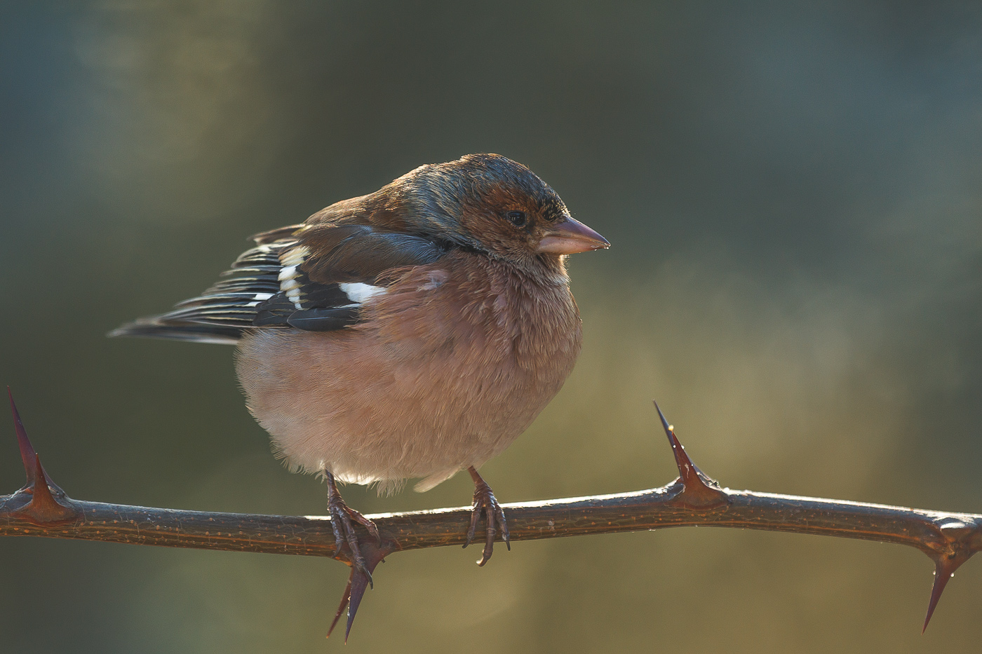 Buchfink (Fringilla coelebs)