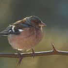 Buchfink (Fringilla coelebs)