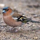 Buchfink (Fringilla coelebs) ...