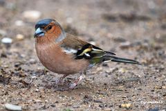 Buchfink (Fringilla coelebs) ...