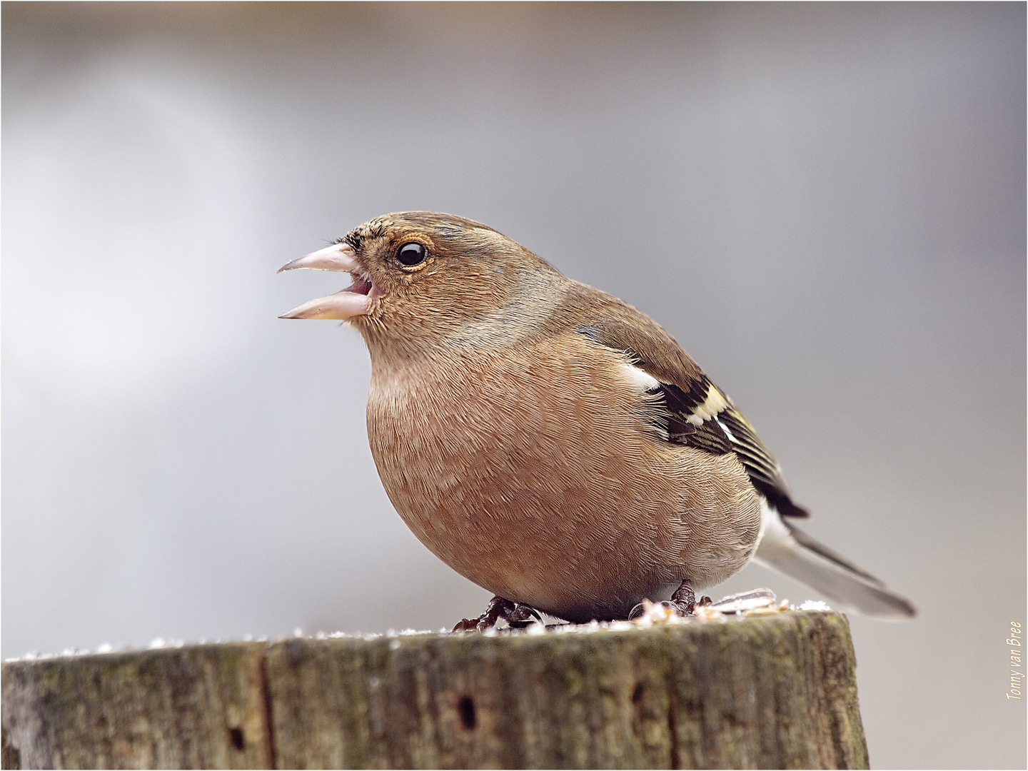 Buchfink (Fringilla coelebs