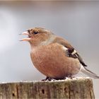 Buchfink (Fringilla coelebs