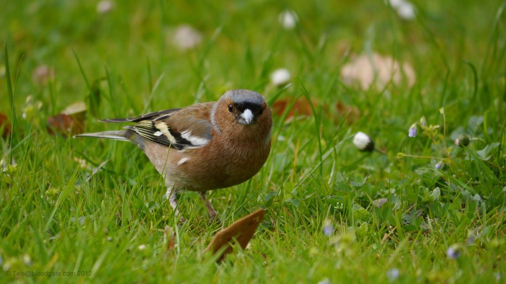 Buchfink (fringilla coelebs)