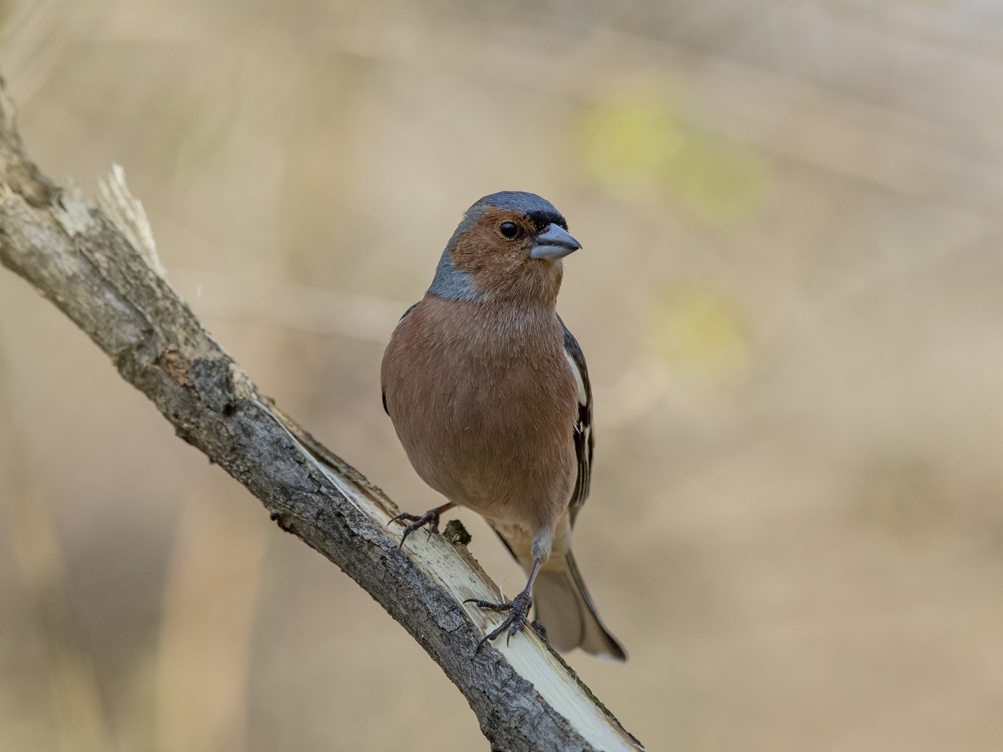 BUCHFINK (Fringilla coelebs)