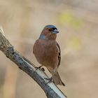 BUCHFINK (Fringilla coelebs)