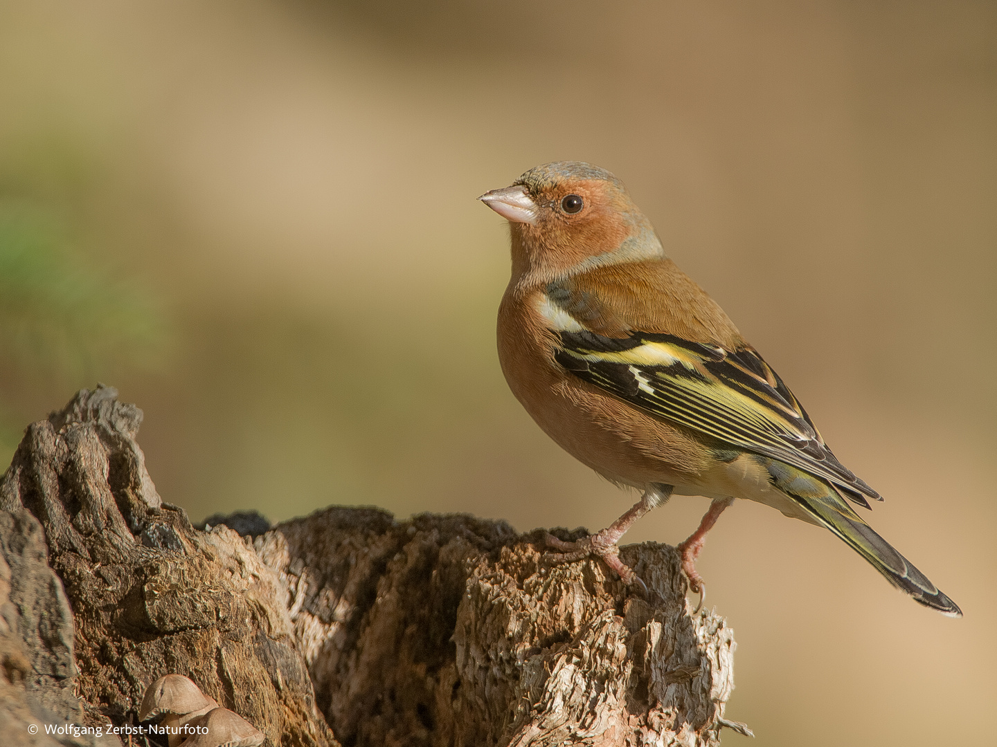 -- Buchfink --  ( Fringilla coelebs )