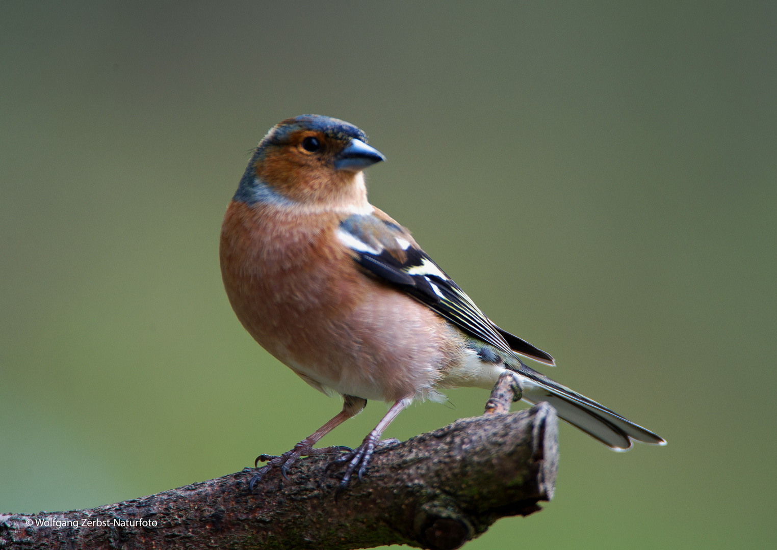 --- Buchfink ---             ( Fringilla coelebs )