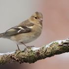 Buchfink (Fringilla coelebs)