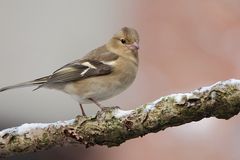 Buchfink (Fringilla coelebs)