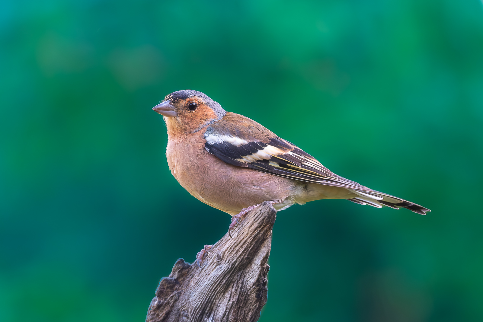 Buchfink (Fringilla coelebs)