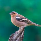 Buchfink (Fringilla coelebs)