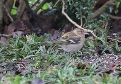 Buchfink (Fringilla coelebs) im heimischen Garten