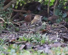 Buchfink (Fringilla coelebs) im heimischen Garten