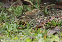 Buchfink (Fringilla coelebs) im heimischen Garten