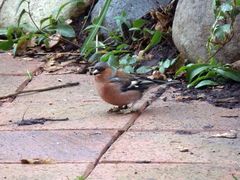Buchfink (Fringilla coelebs) im heimischen Garten - Männchen