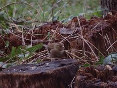 Buchfink (Fringilla coelebs) im heimischen Garten - Weibchen
