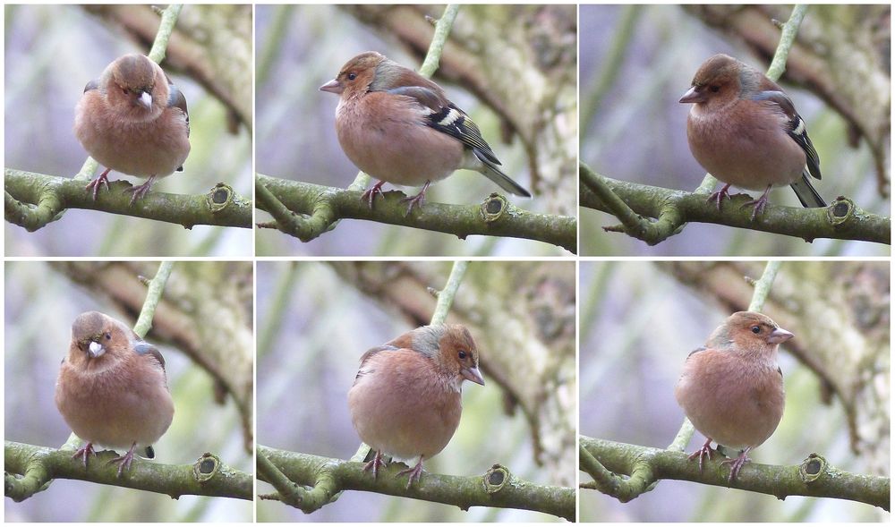 Buchfink (Fringilla coelebs) im Winter - verschiedene Ansichten