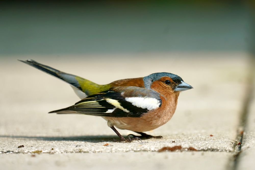 Buchfink (Fringilla coelebs), Männchen