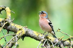 Buchfink (Fringilla coelebs), Männchen