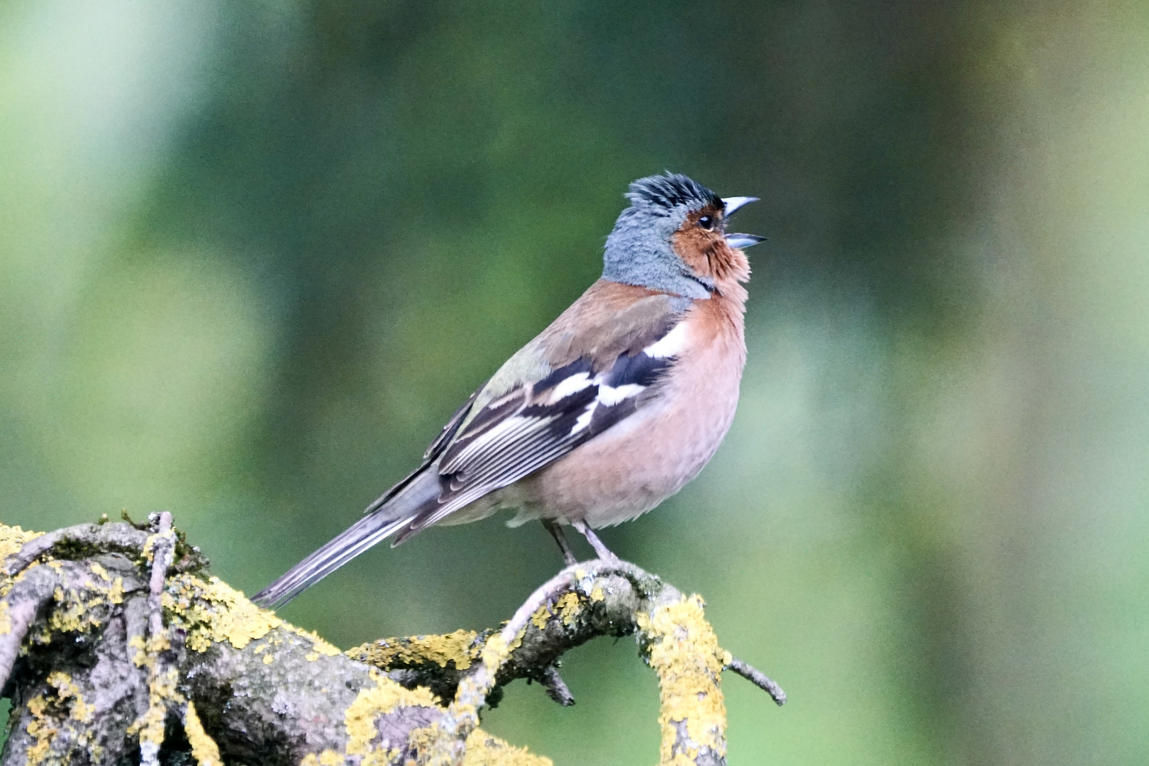 Buchfink (Fringilla coelebs), Männchen